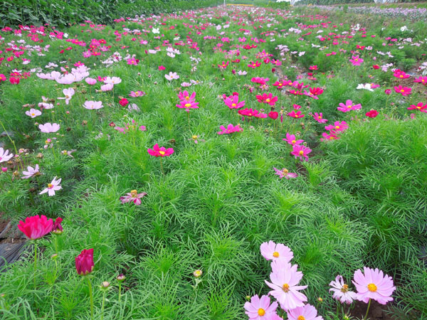 矮波斯菊勝利之歌種植基地