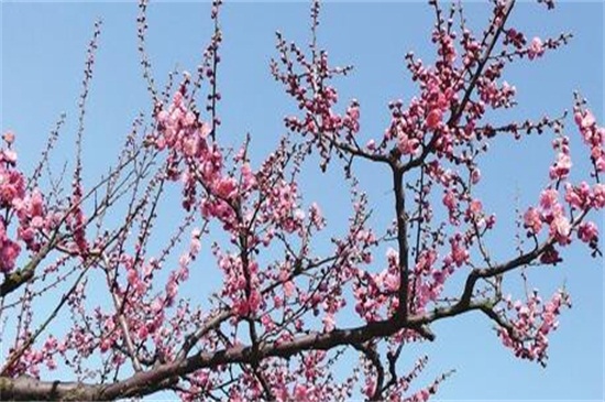 紅梅花樹種植技術(shù)，四個要點教你種好紅梅