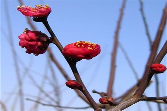 紅梅花樹種植技術(shù)，四個要點教你種好紅梅