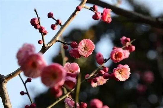 紅梅花樹種植技術(shù)，四個要點教你種好紅梅